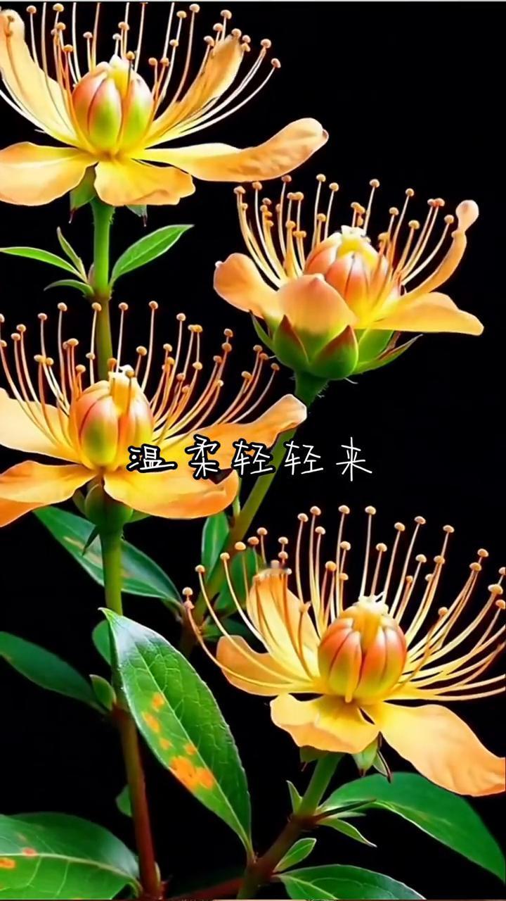 温柔轻轻来。