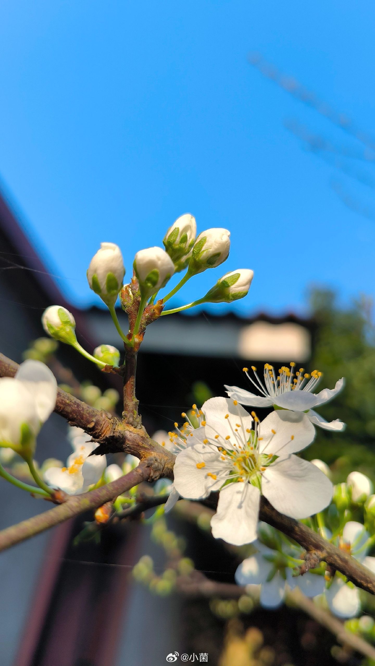 小菌 有些风景只有回农村才能看见 早朋友们端午安康 