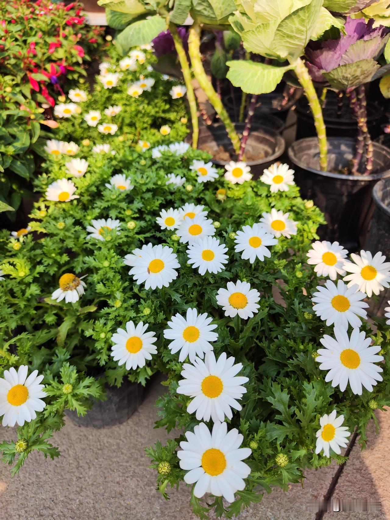 献给祖国的花朵，人民吉祥如意。