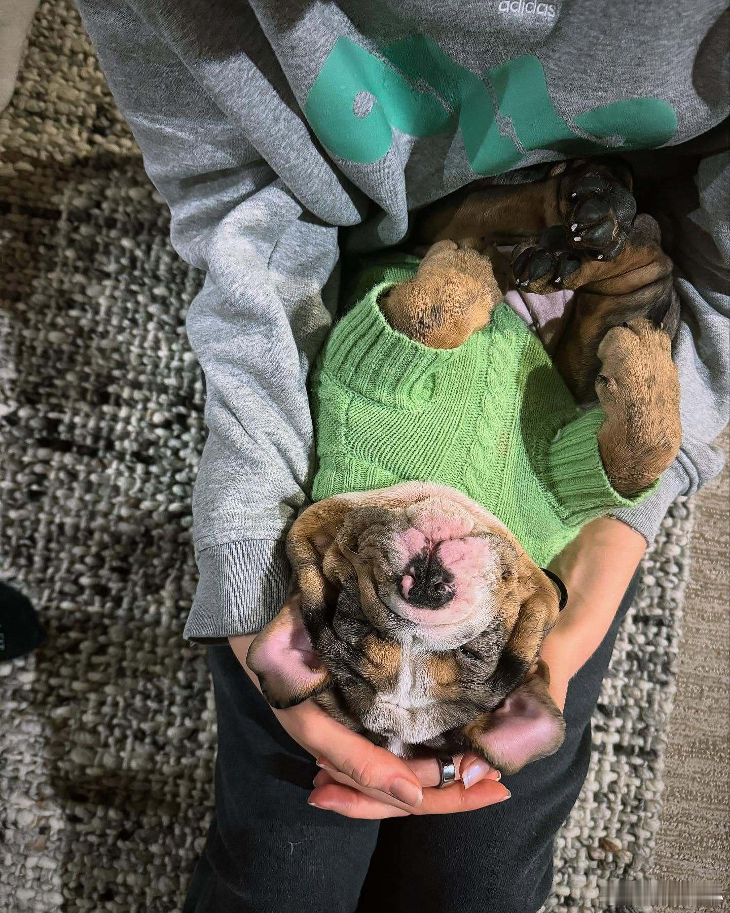 世界女排新闻  拉尔森最新动态狗狗🐶 
