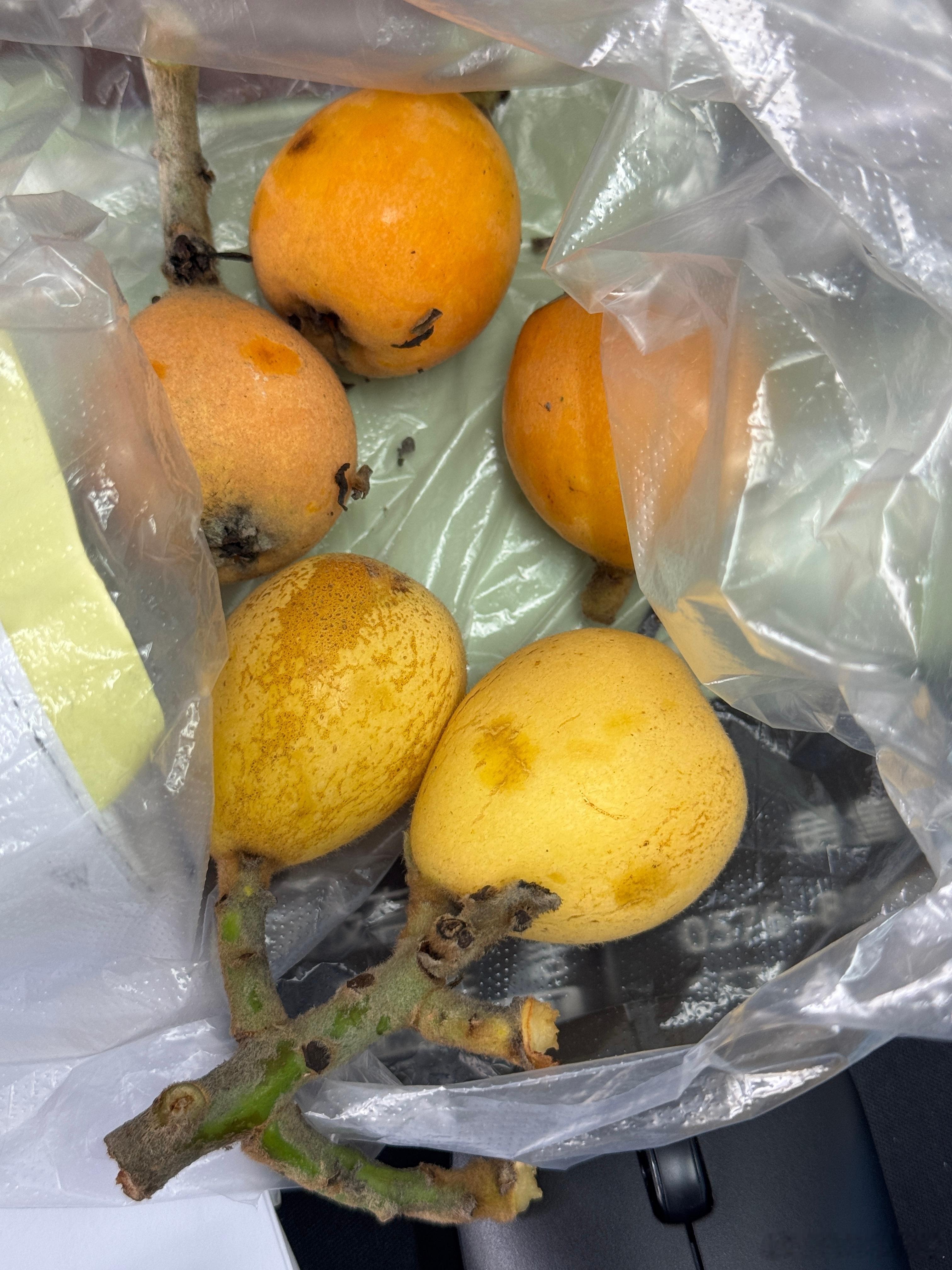 到枇杷的季节啦～临海