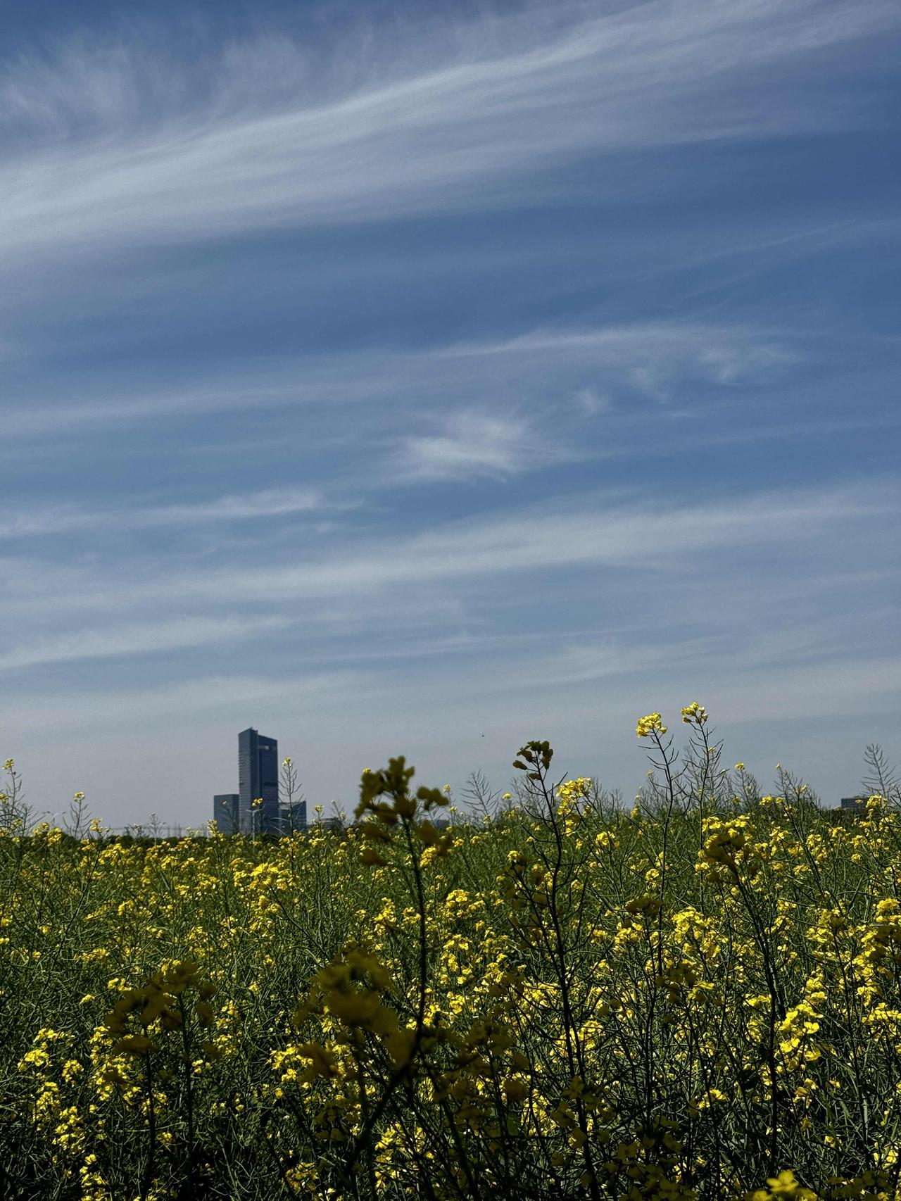 可以分享一张你拍的天空美照吗这张照片里的天空格外好看，澄澈的蓝天无边无际，与漫野