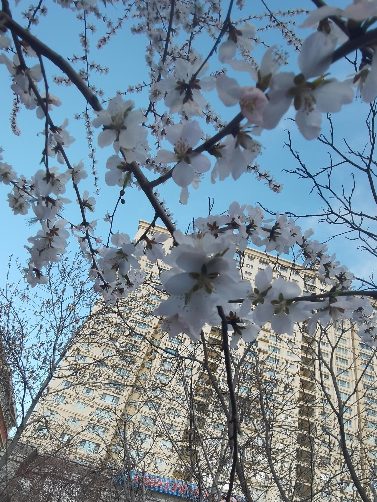 路边的桃花杏花开了，乌鲁木齐的春天来了