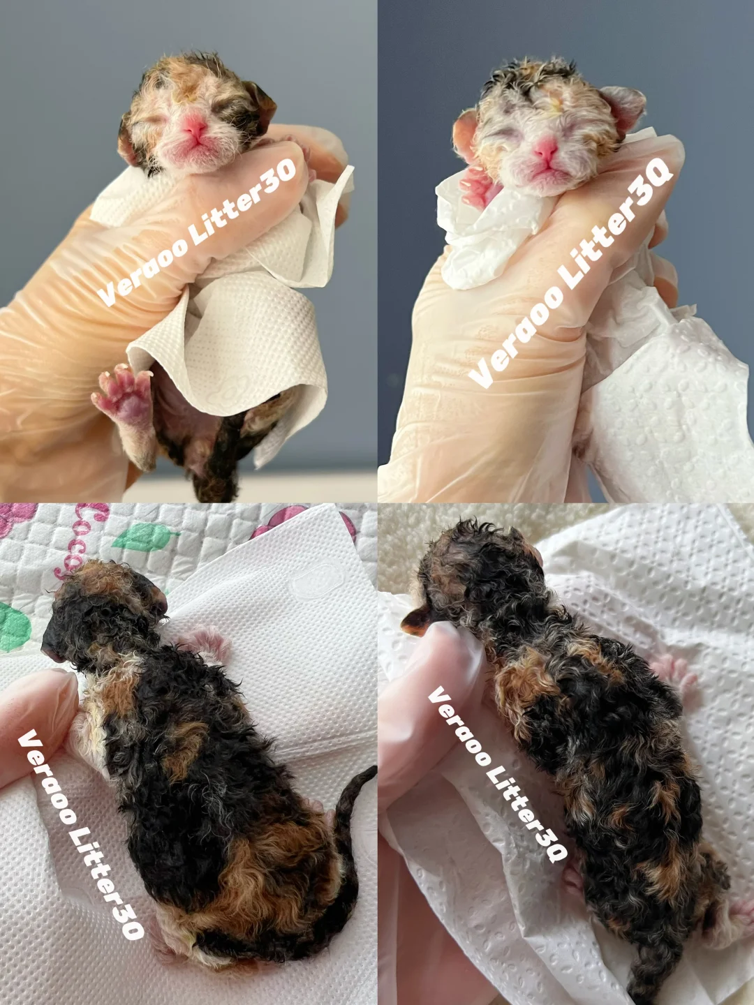 三花开脸小姐妹｜德文卷毛猫