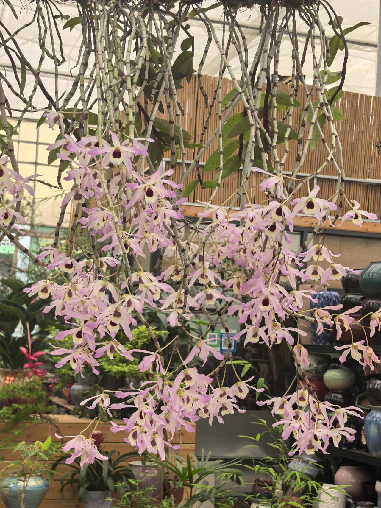 洗尽铅华始见真，归来依旧香如故。
无需绿叶的衬托，浓香扑鼻，花开如瀑的檀香石斛，