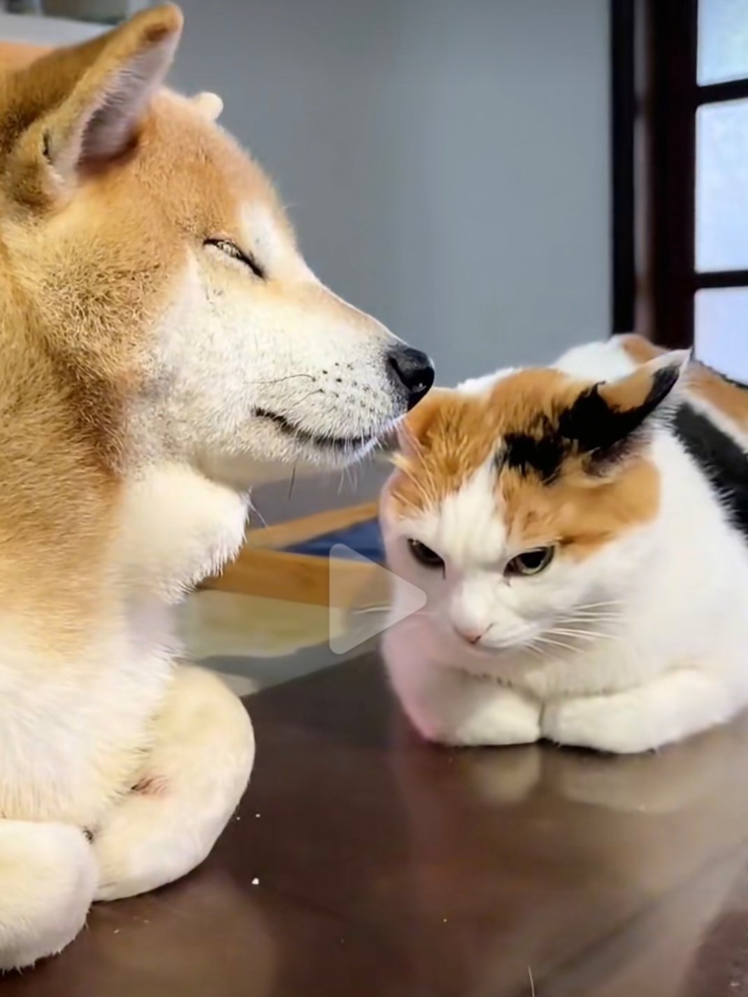 狗狗故意学猫揣手手猫里猫气的 ​​​