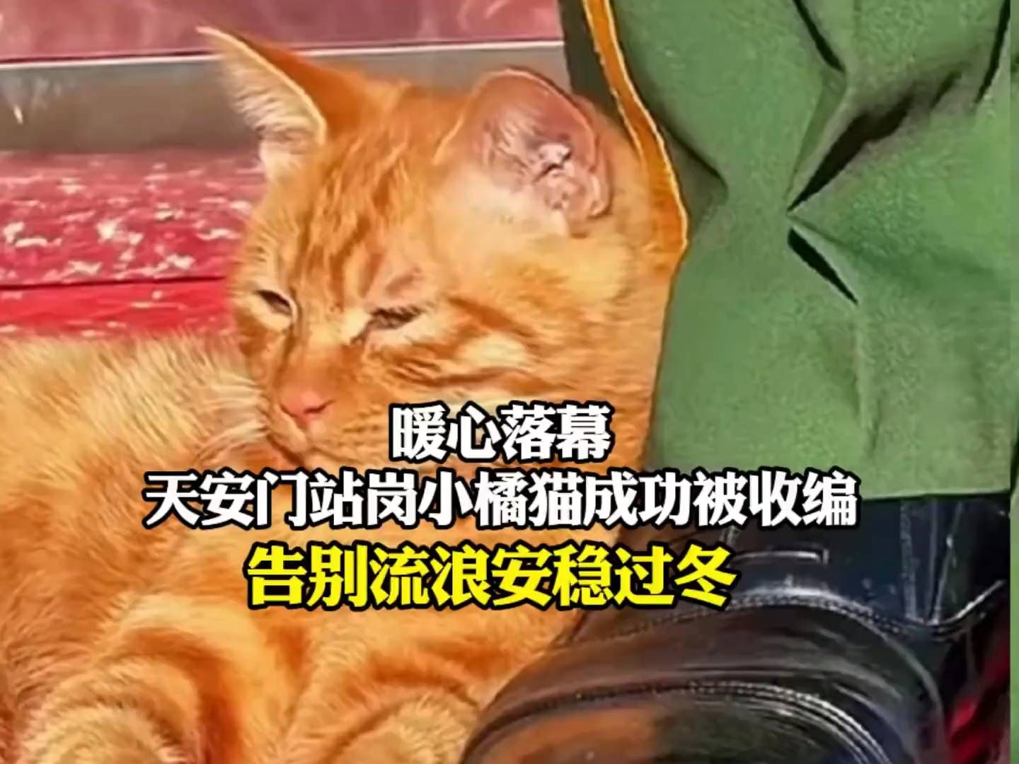天安门站岗小橘猫熬过寒冬，竟被暖心收编