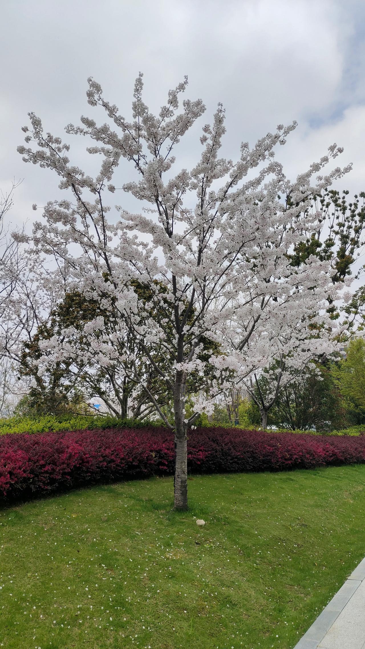 樱花既没有梨花的洁白，也没有海棠灵动，更没有桃花的妖娆……在咱们中国，比樱花好看