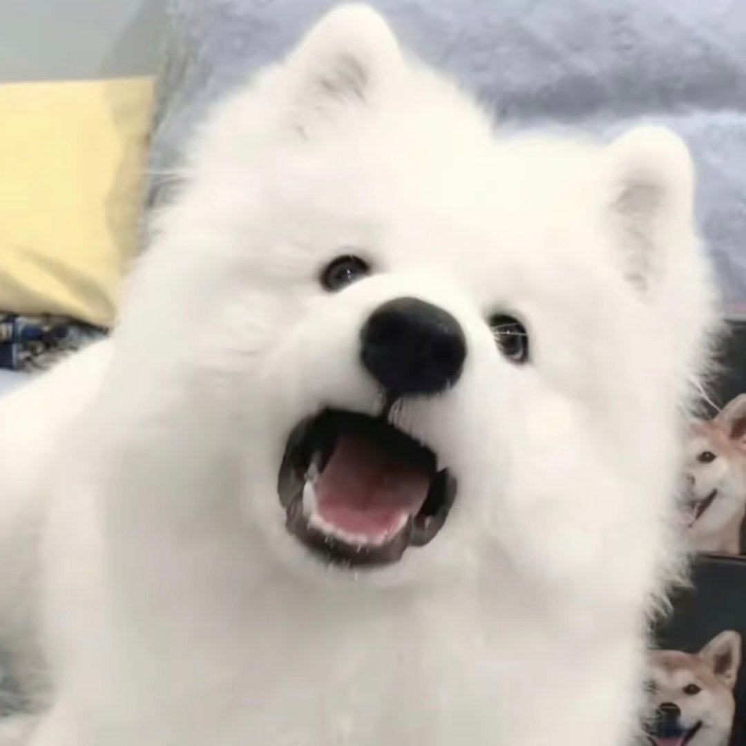 【10233】皓皓！干嘛！ 