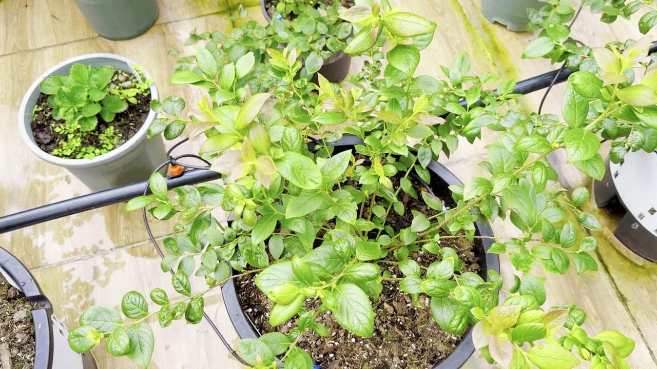 种蓝莓总养不好？别再盲目施肥啦！掌握这3个要点，新手也能养爆盆～

🌱【日常施