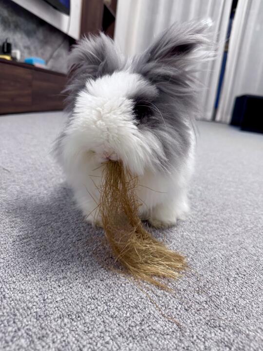 变身长毛大王