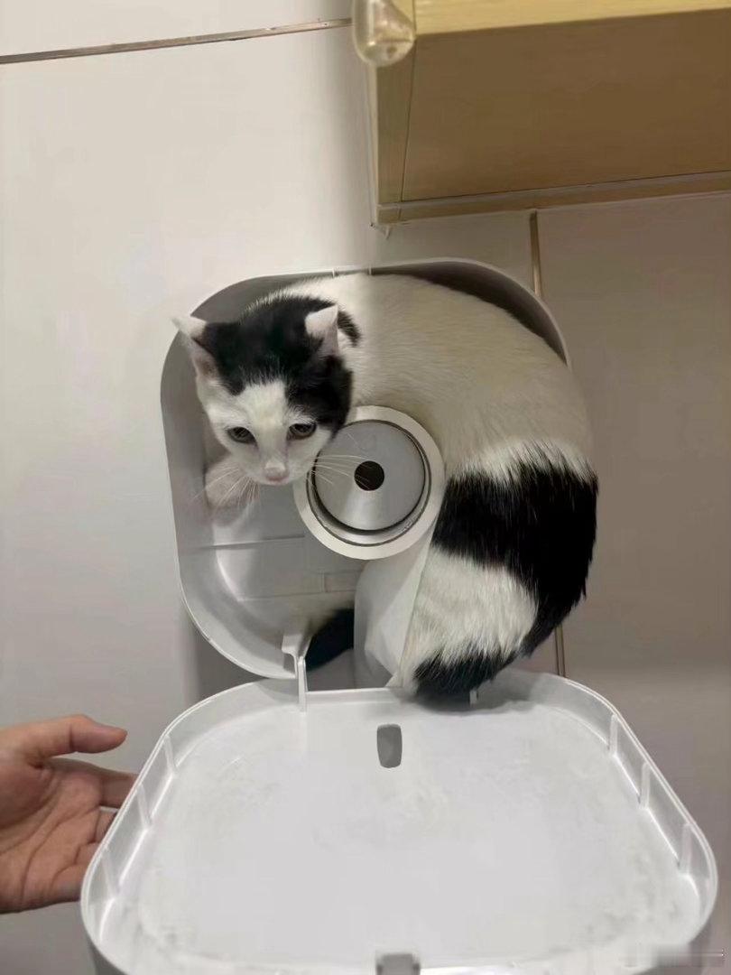 猫严丝合缝 ​​​