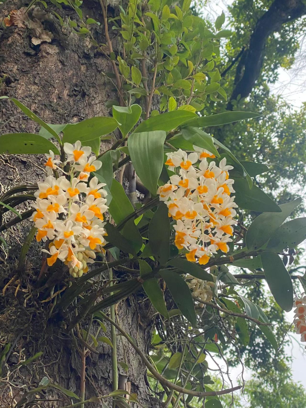 《七律～净慈寺的老树挂满石斛花》

青山不断赏新花，
古树无边赋落霞；
法鼓相随