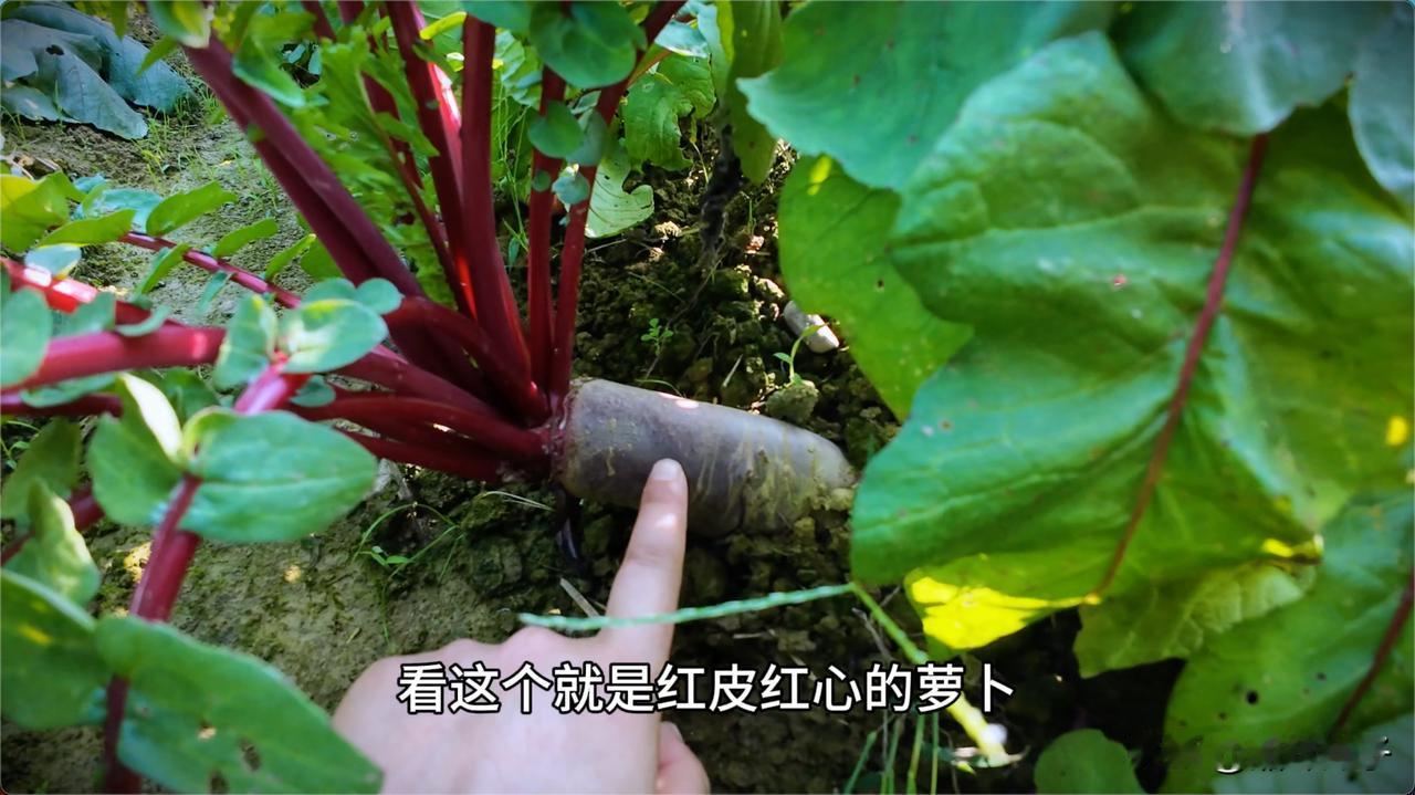一个萝卜导致一整锅菜都变红了！
今年第一次种这个红心萝卜，最近吃了两顿，炖着很软