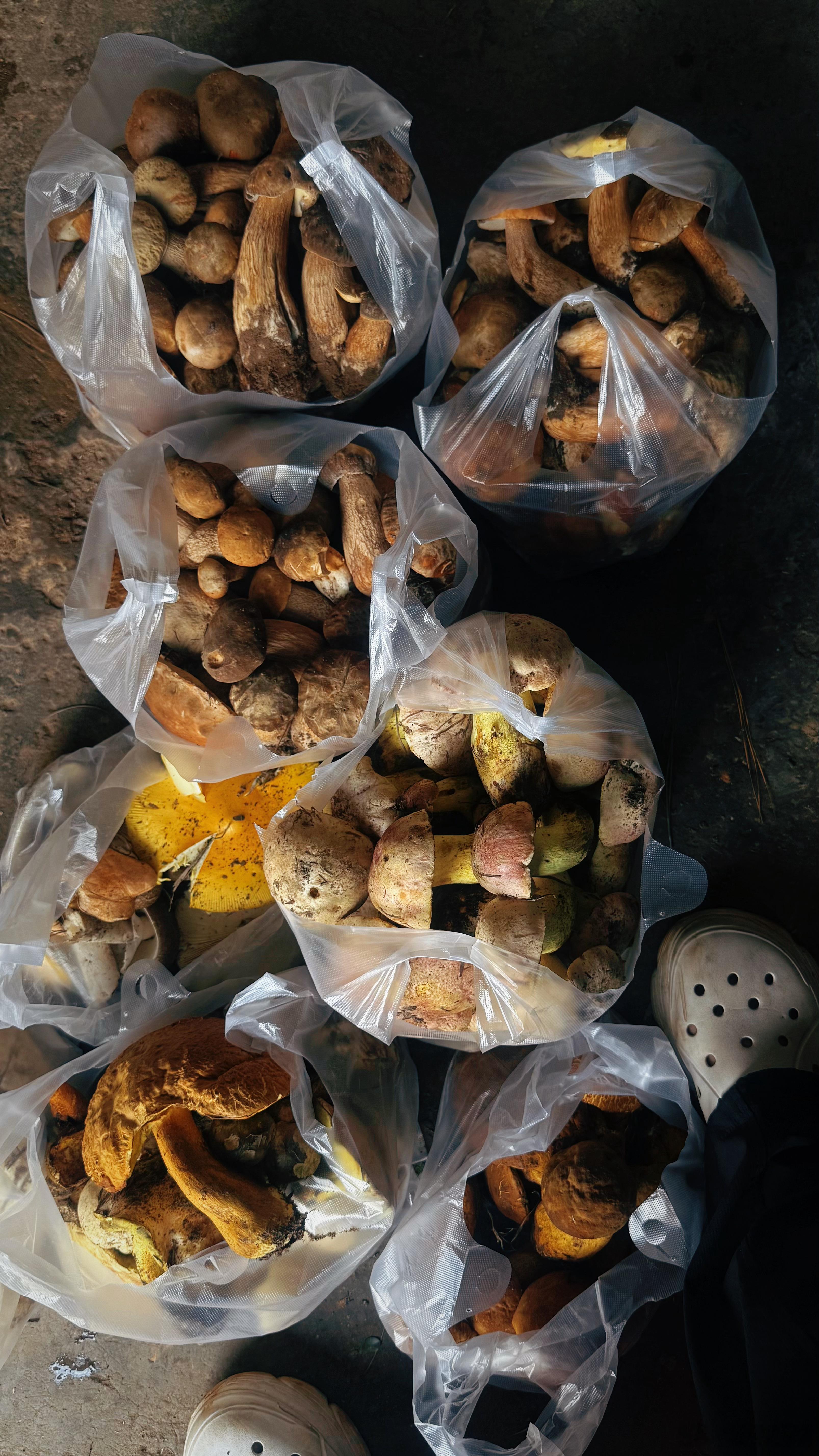 今天只有这么多野生菌 楚雄·牟定
