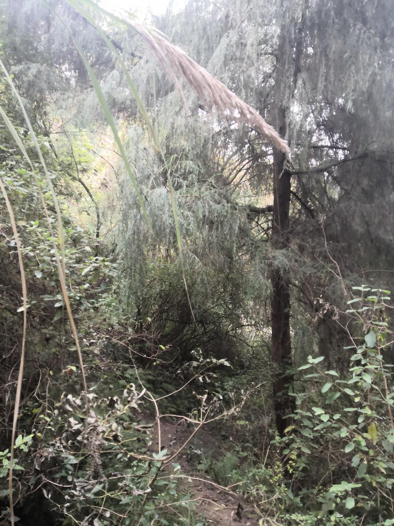 其实城里面的居民在城市或乡镇很少来到农村看看大千世界大山的美，每逢节假日，比如说