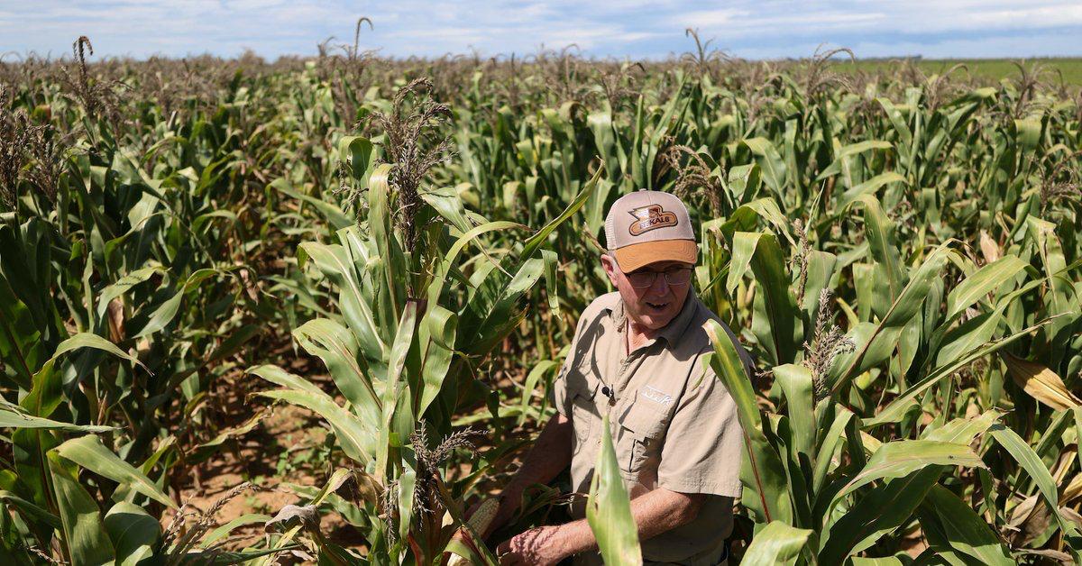 [To learn English]
Derek Mathews watches