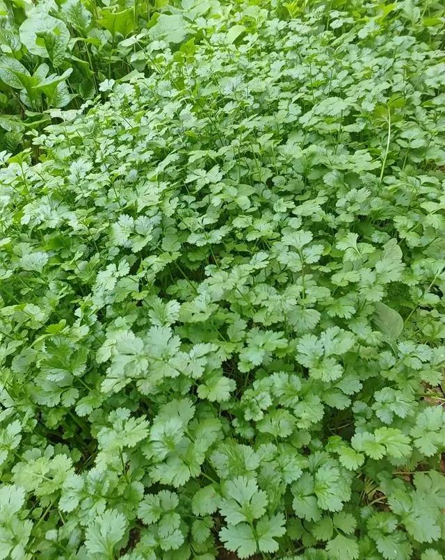 有的人种菜，菜长得水嫩水嫩的，香菜高大铺满地，白菜嫩成浅黄色，菜心也变成金黄色。