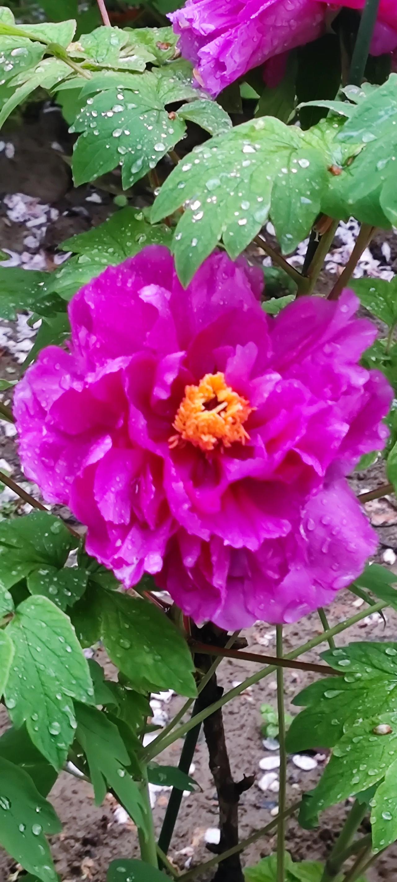 #看看你拍的花#牡丹花