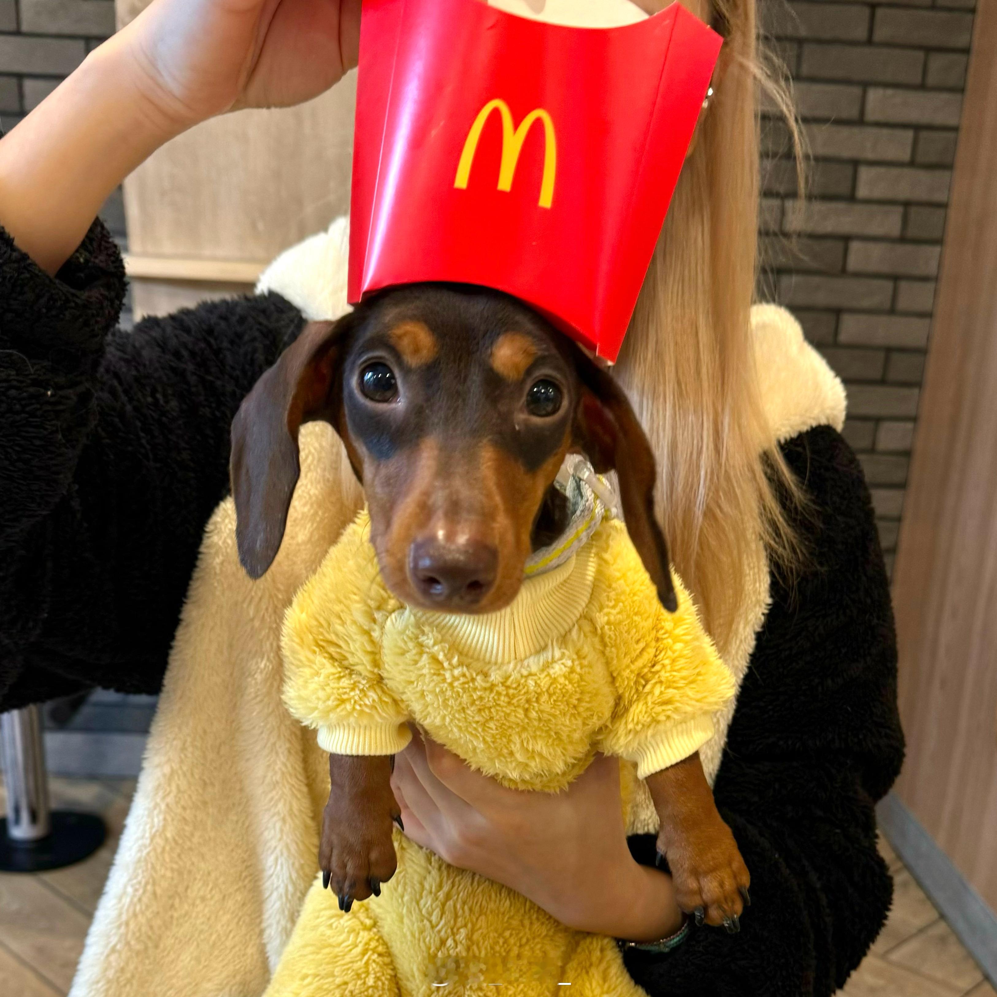 黄黄紫紫的💜💛ruru太太太可爱了大家都要买紫藤花毛衣哦，好美滴！ 