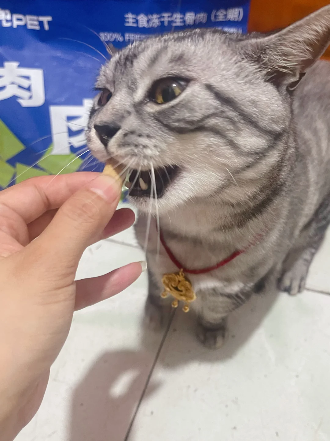 🐾揭秘林兜猫36天纯冻干喂养的秘密🐾