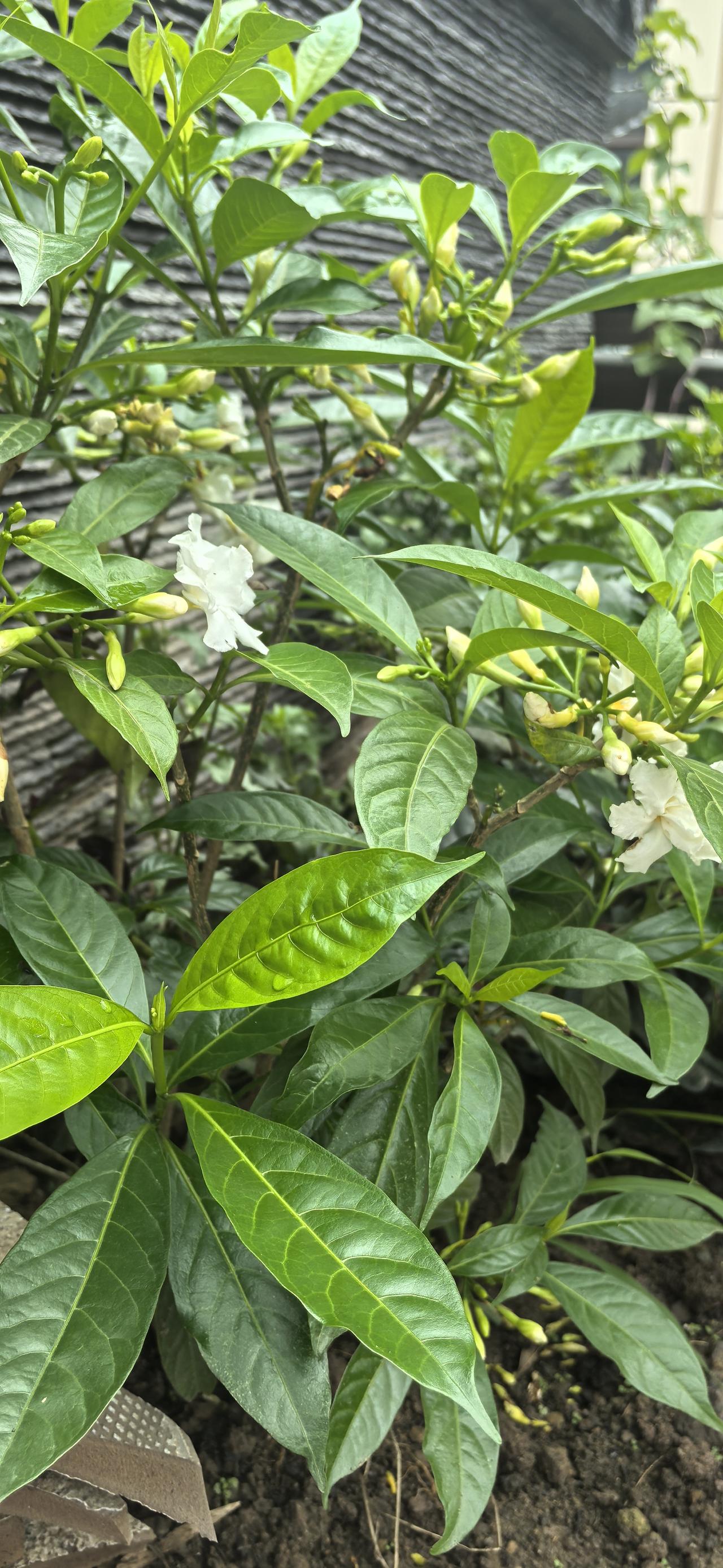 分享一张你最近随拍的照片含包待放的花树充满蓬勃生机和美好希望