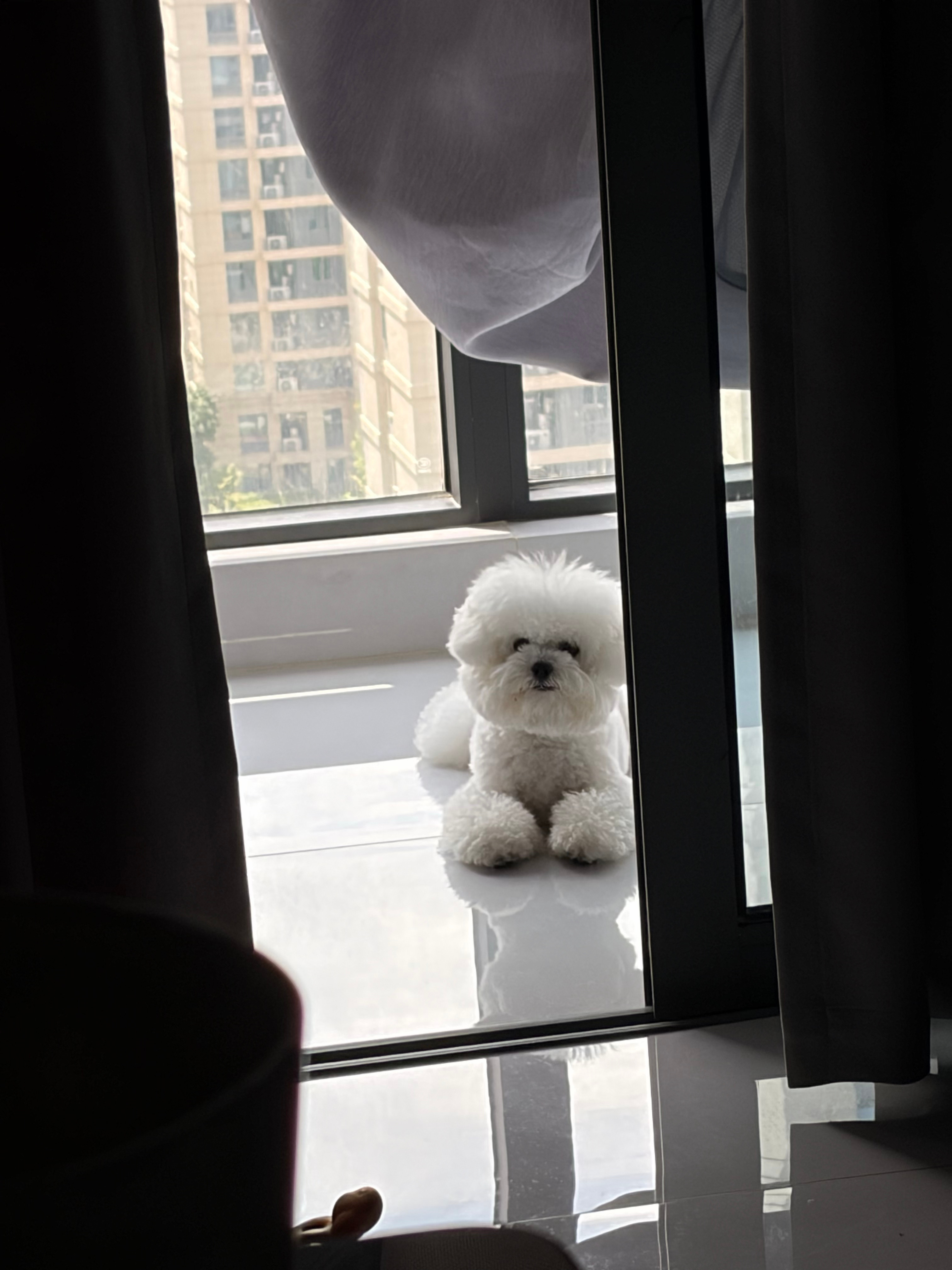 黄岩 小狗脑袋不知道想啥 
