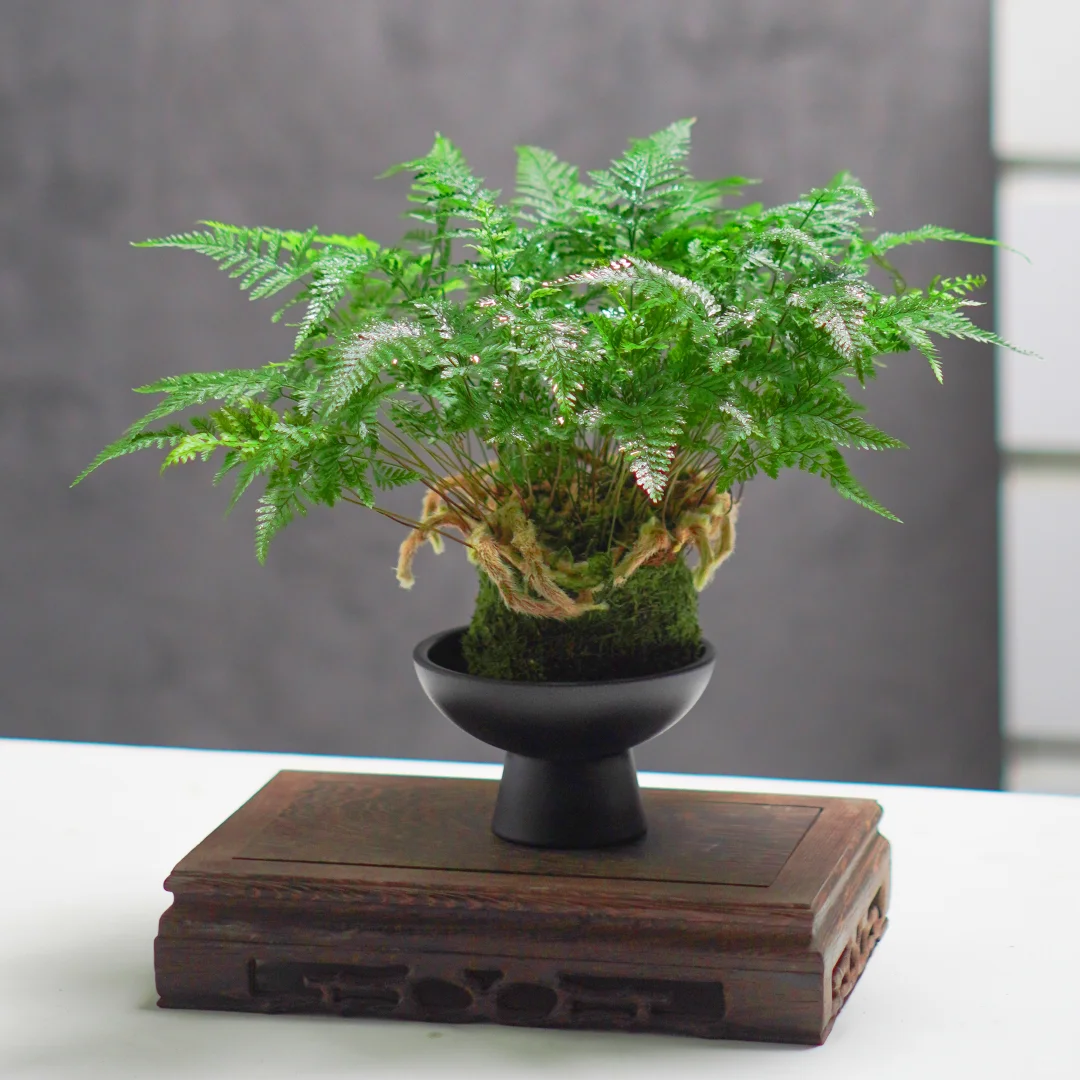 禅意狼尾蕨苔藓盆栽🌿