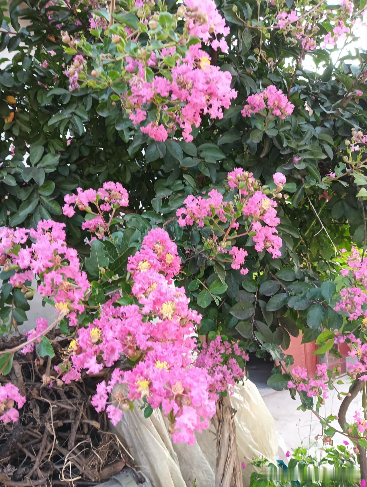 晒图笔记大赛紫薇花🌸太美了