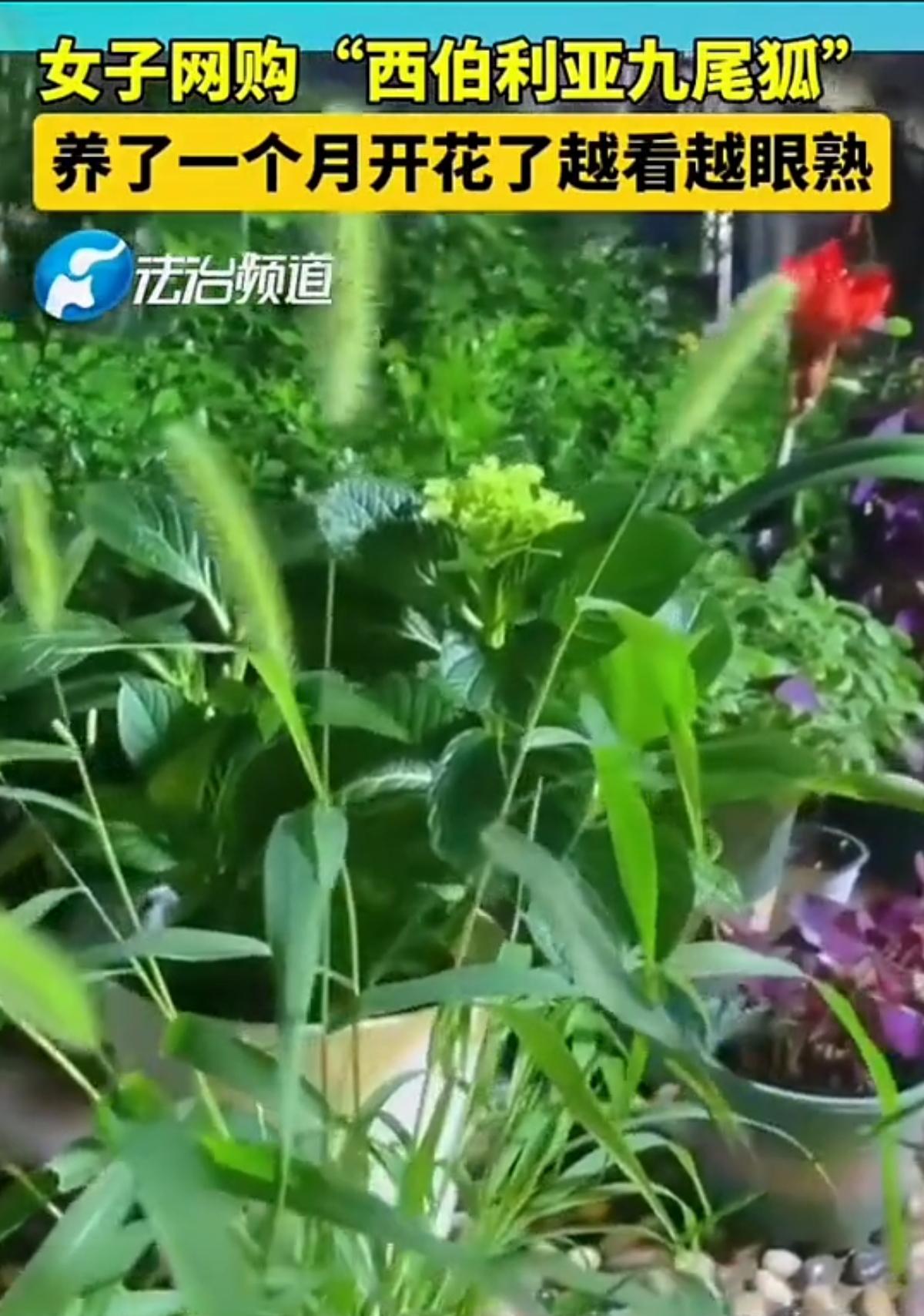 西伯利亚九尾狐
高人呀，
绝对的高人呀。
这和小时候卖我绝世武功那位老仙人有的一