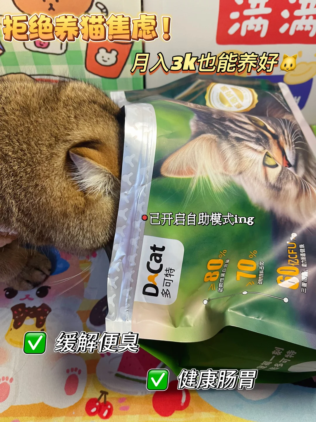 拒绝养猫焦虑！月入3k也可以养好🐱