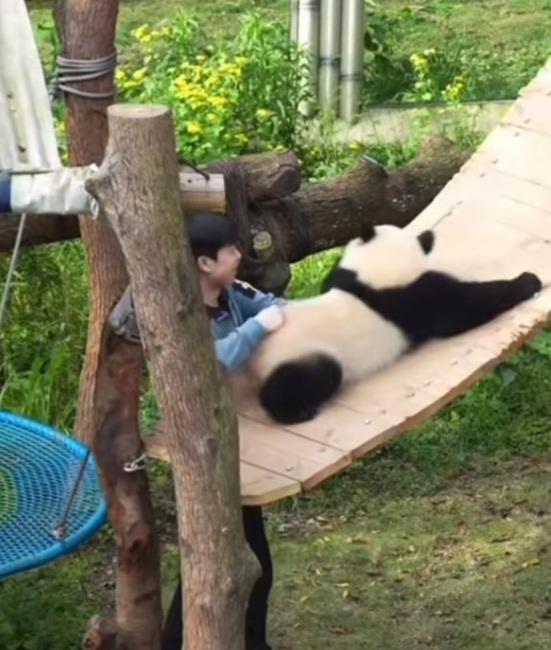 [捂脸]小月亮太有个性太好玩了，性子也很急，苗苗奶爸根本不是它的对手:小月亮想爬