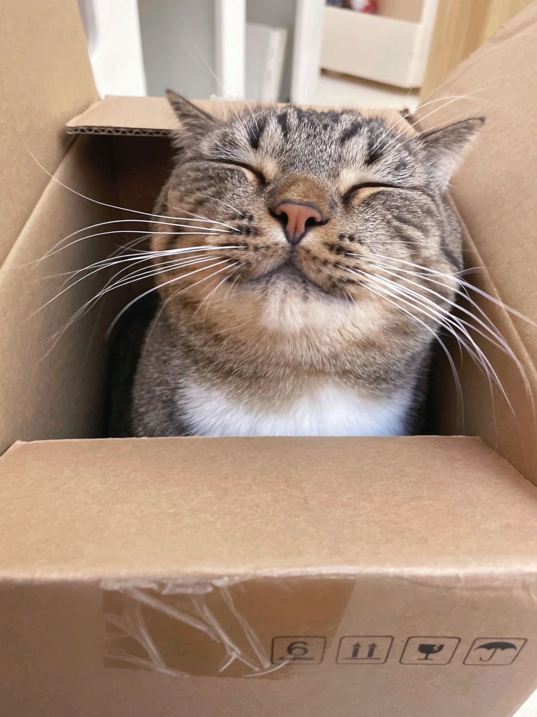 猫猫才是网购的最大受益者吧📦！