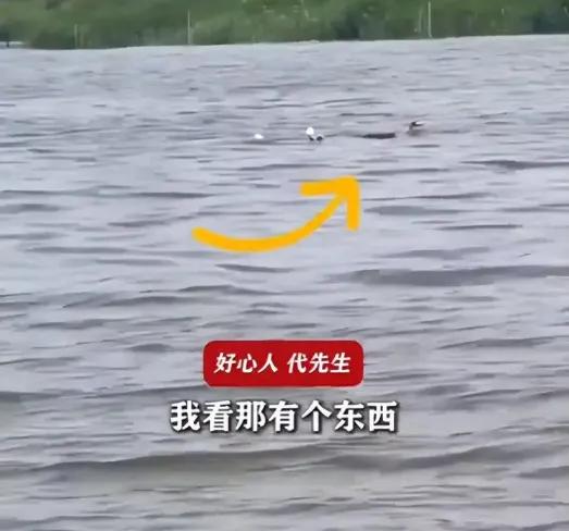 天津这事我看完了，心里堵得慌。

代先生驾摩托艇钓鱼回程，看见个小姑娘在水里扑腾
