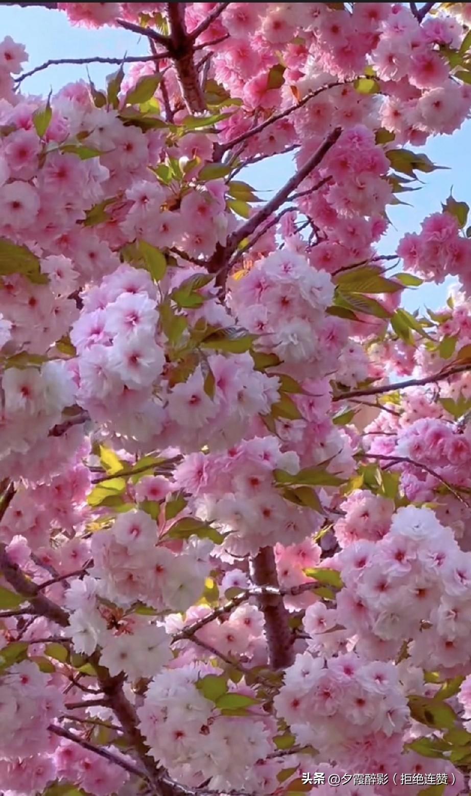 4. 花开正好，微风不燥，一切美好都如约而至。