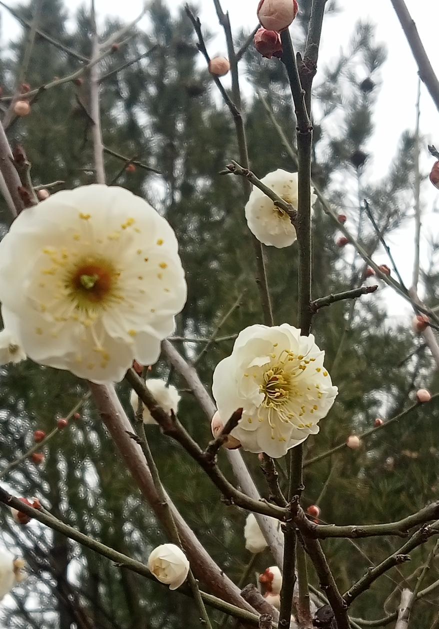 支持按照300%档次，将军龄纳入社保缴纳计算范畴。我曾有五年兵龄，退伍后分配到企