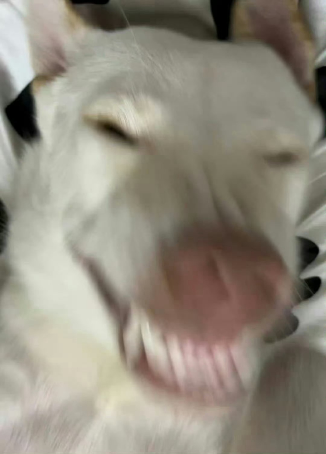 雷霆！在哪里！！！我要打雷霆超话创作官 ｜篮球年末狂欢季 ｜爵士vs马刺