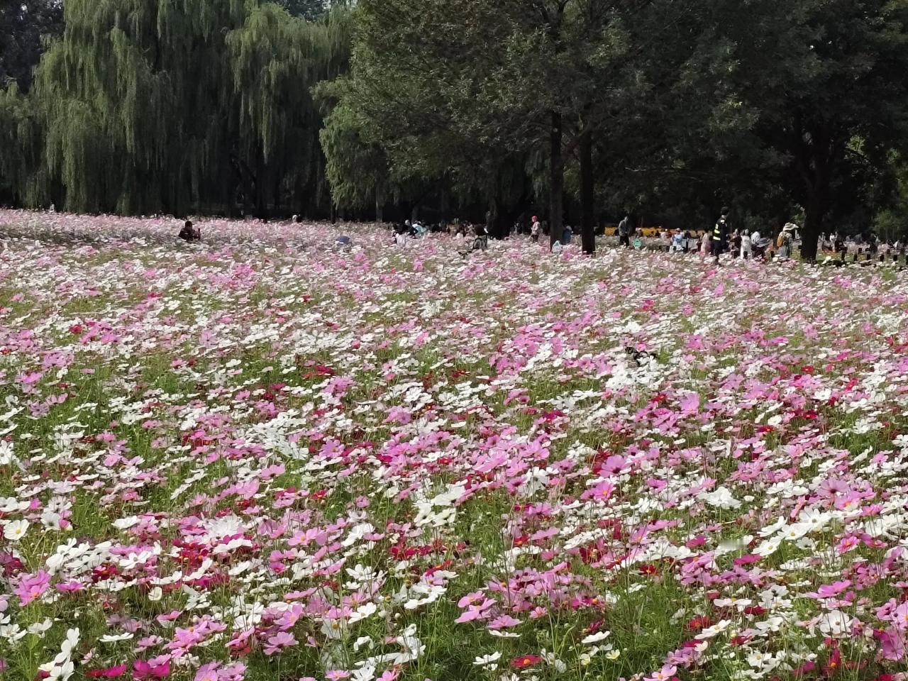随手拍分享最美的花