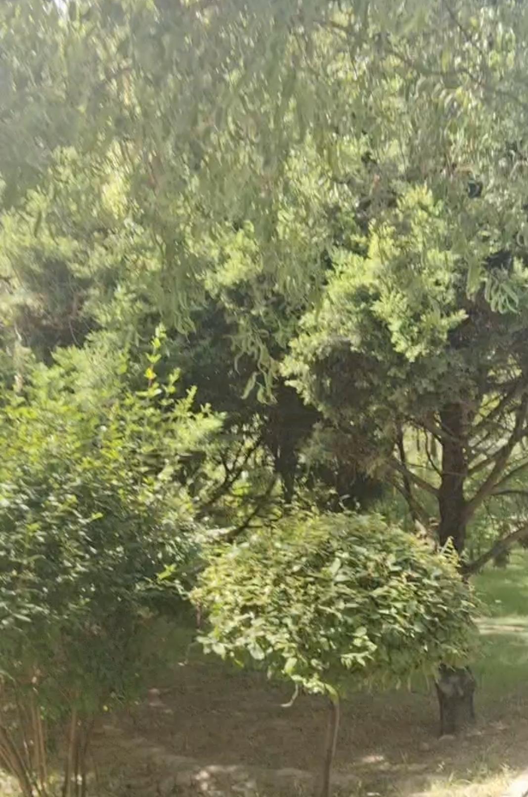 以前放学，满村孩子凑一起，打弹珠、下河摸鱼，像在游乐场。饭点时，大人的喊声能传老