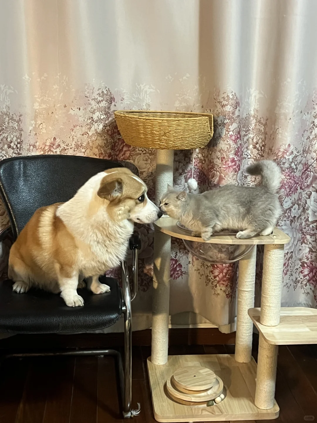 跨越种族的神秘情