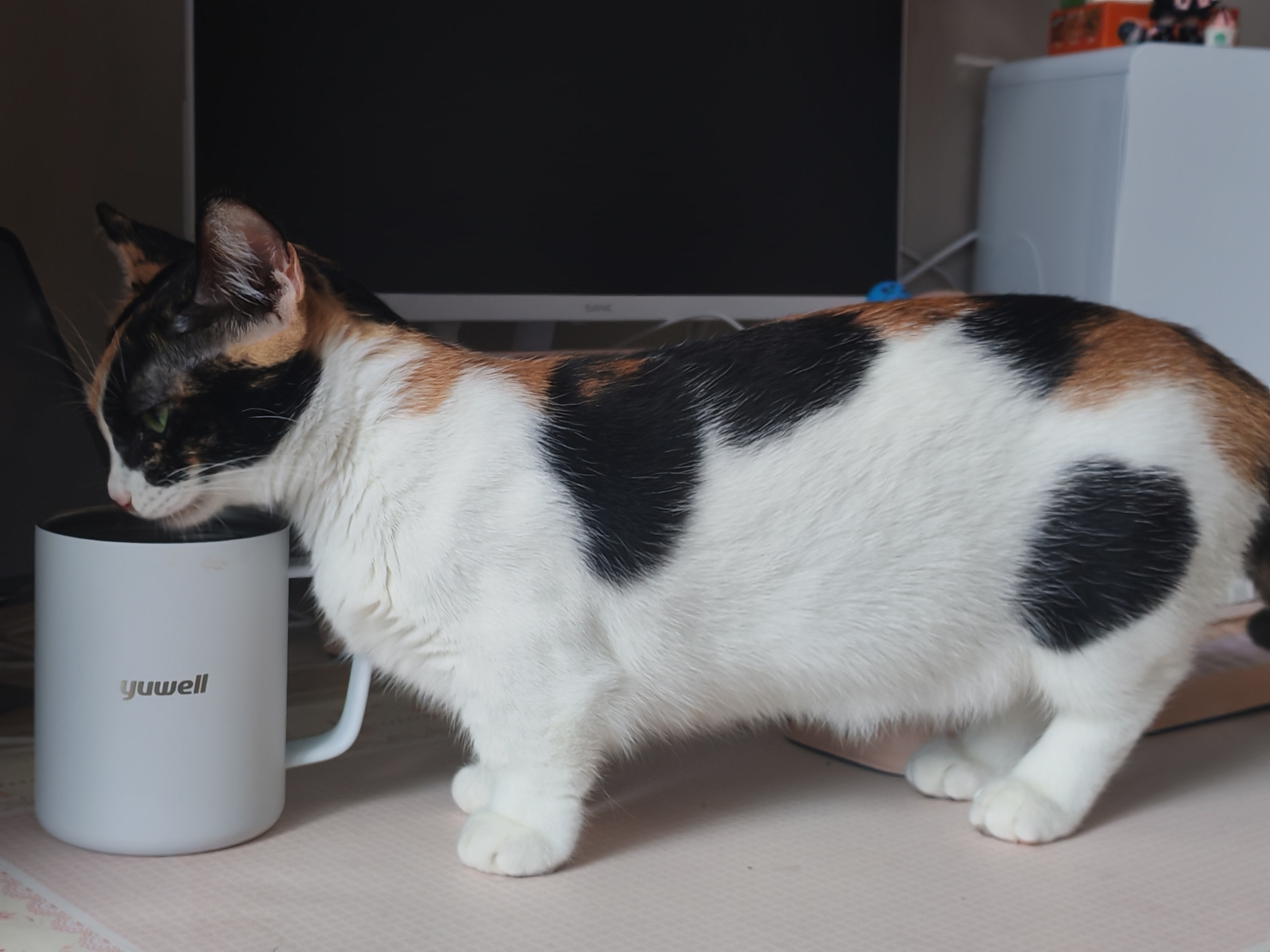 小猫喝水吨吨吨 