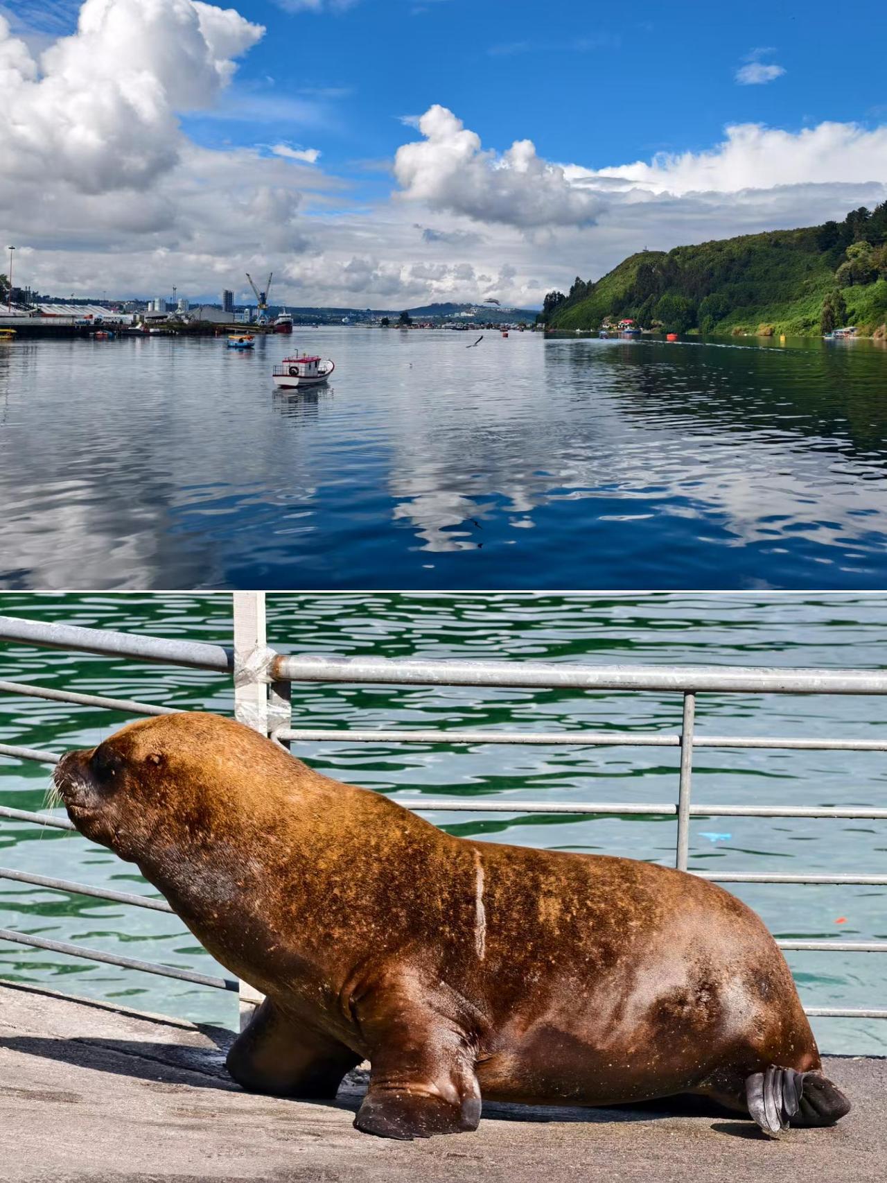 雨后的蒙特港也美成了一幅画，成群的​美洲海狮在岸上晒太阳、打架、捡垃圾[笑哭]