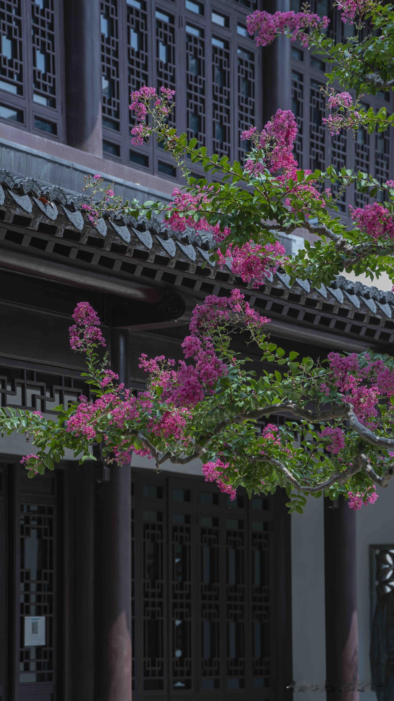 我的夏花｜黄册古垣凝岁月，梁洲紫薇醉伏天

玄武湖梁洲，坐落着明代黄册库遗址展馆