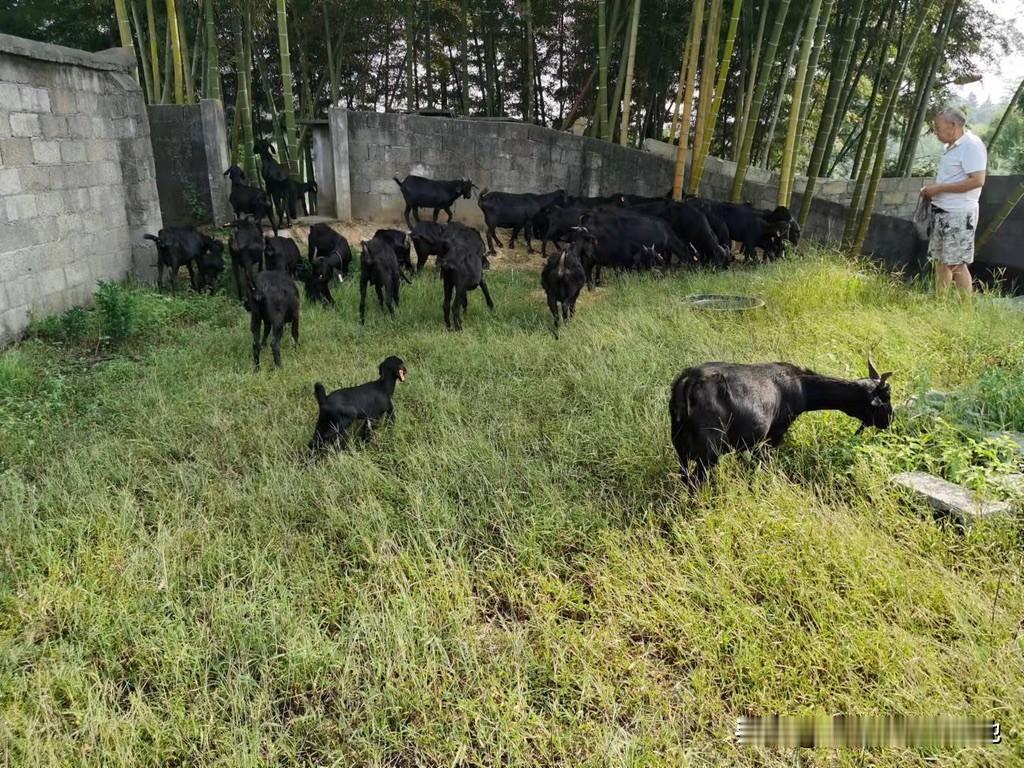 养羊回本周期适中，市场行情稳，只要用心管理基本不会大亏。等摸透技术、打通销路，再