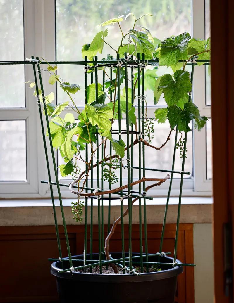 在家扦插阳光玫瑰的枝条 成功获得阳光玫瑰的盆栽
分享阳台养花 纪录养花小日常