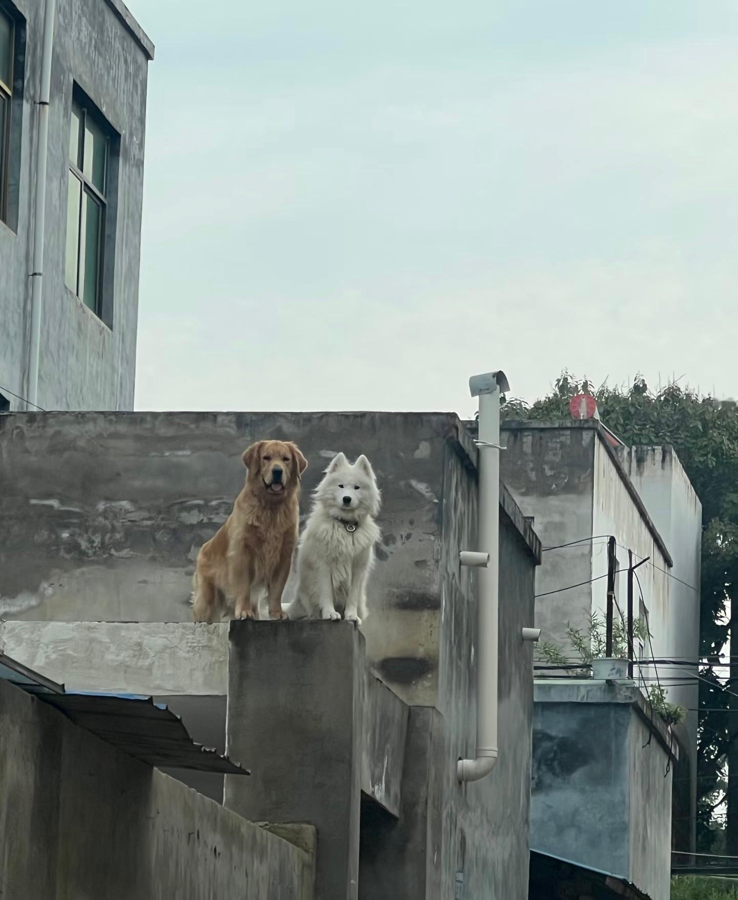 人，你放心去上班吧！我们会好好看家的！ ​​​