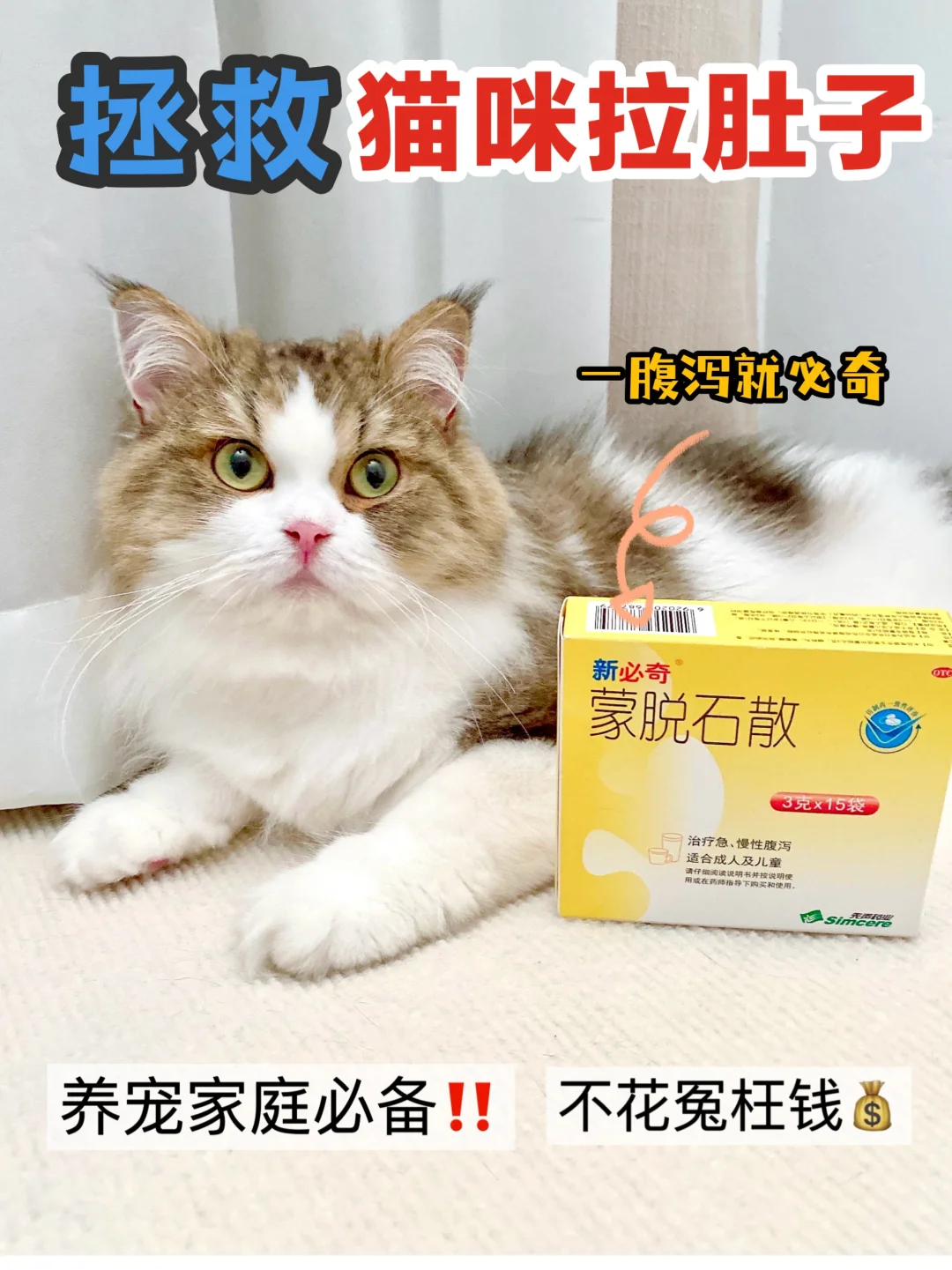 拯救猫咪拉肚子，养宠家庭必备