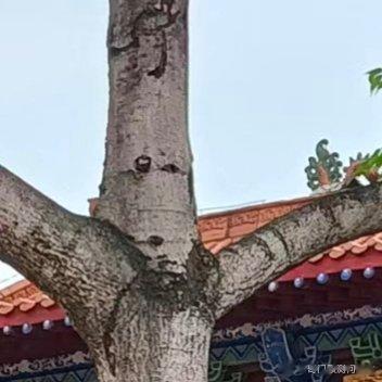 花瓶代表“平安”，花朵代表“财源”。如果在客厅的茶几上放一瓶花，会保佑全家，有进