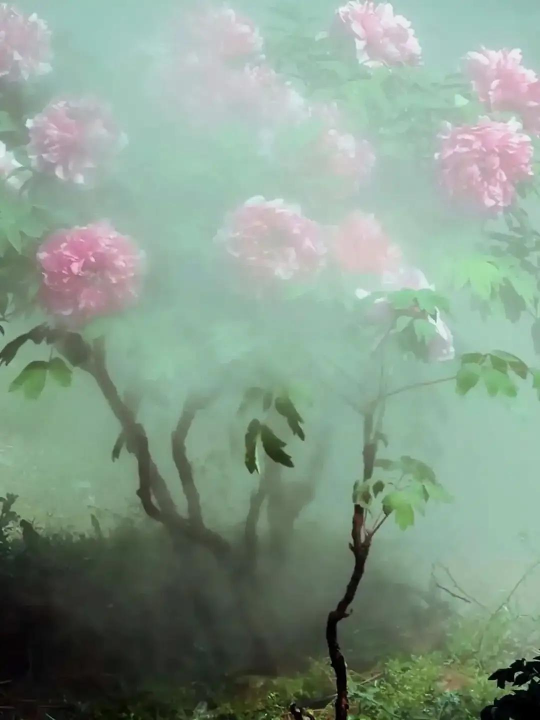 雾中看花
（首发）
晚秋犹如万花筒，
变幻无穷诗意浓。
管中窥豹见一斑，
雾中看