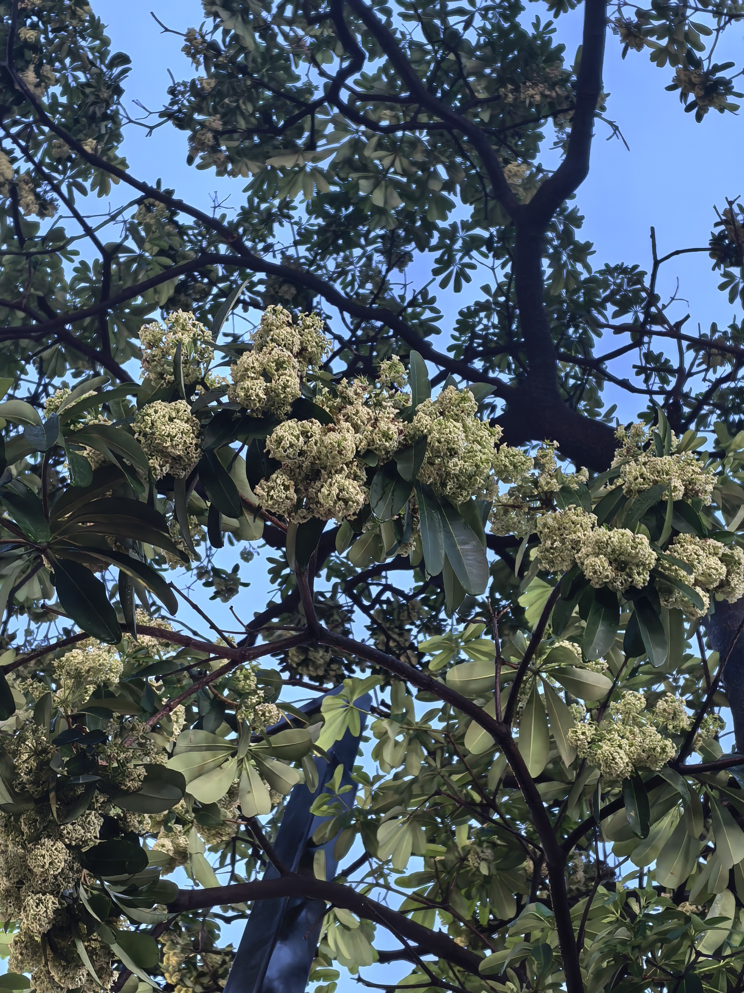 广东6月的人行道上，有成熟的芒果和在成长的龙眼，以及臭臭的花... 